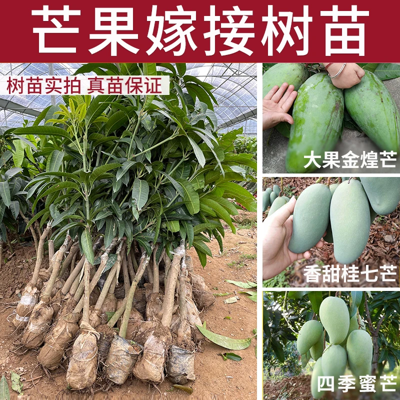 广西芒果树苗金煌桂七四季蜜结果南方种植绿化果树阳台庭院盆地栽