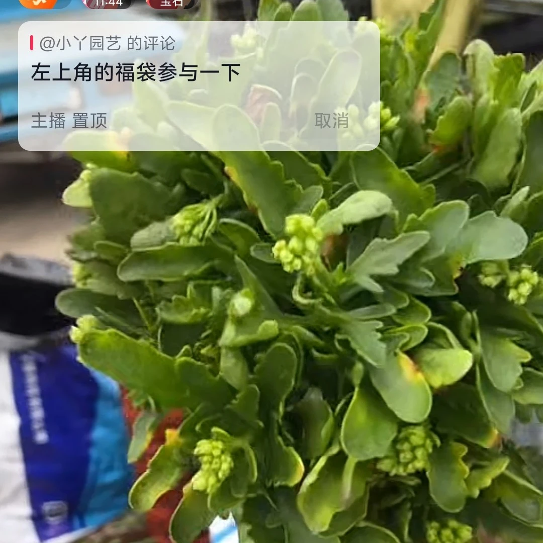 (修剪苗)不带土修剪苗，断枝断叶不售后(不同品种不同大小)