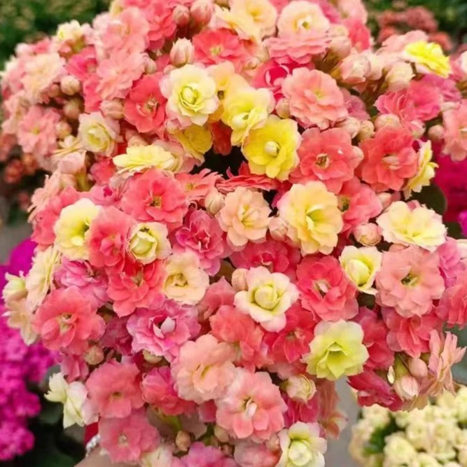 【七彩毛绒二代】大花重瓣120盆长寿花