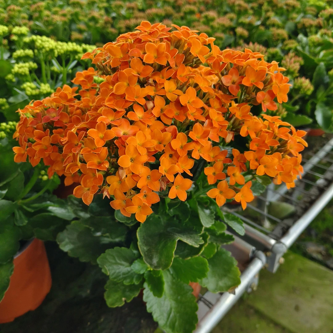 【卡门Q2】单瓣品种130盆长寿花