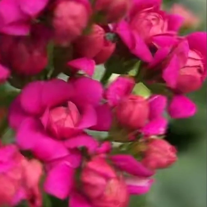 【梅花洛】新品种重瓣紫色大花130盆长寿花