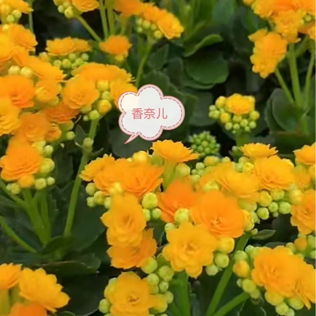 【香奈儿】重瓣品种130盆长痩花【含盆高度27厘米左右】带花苞发货