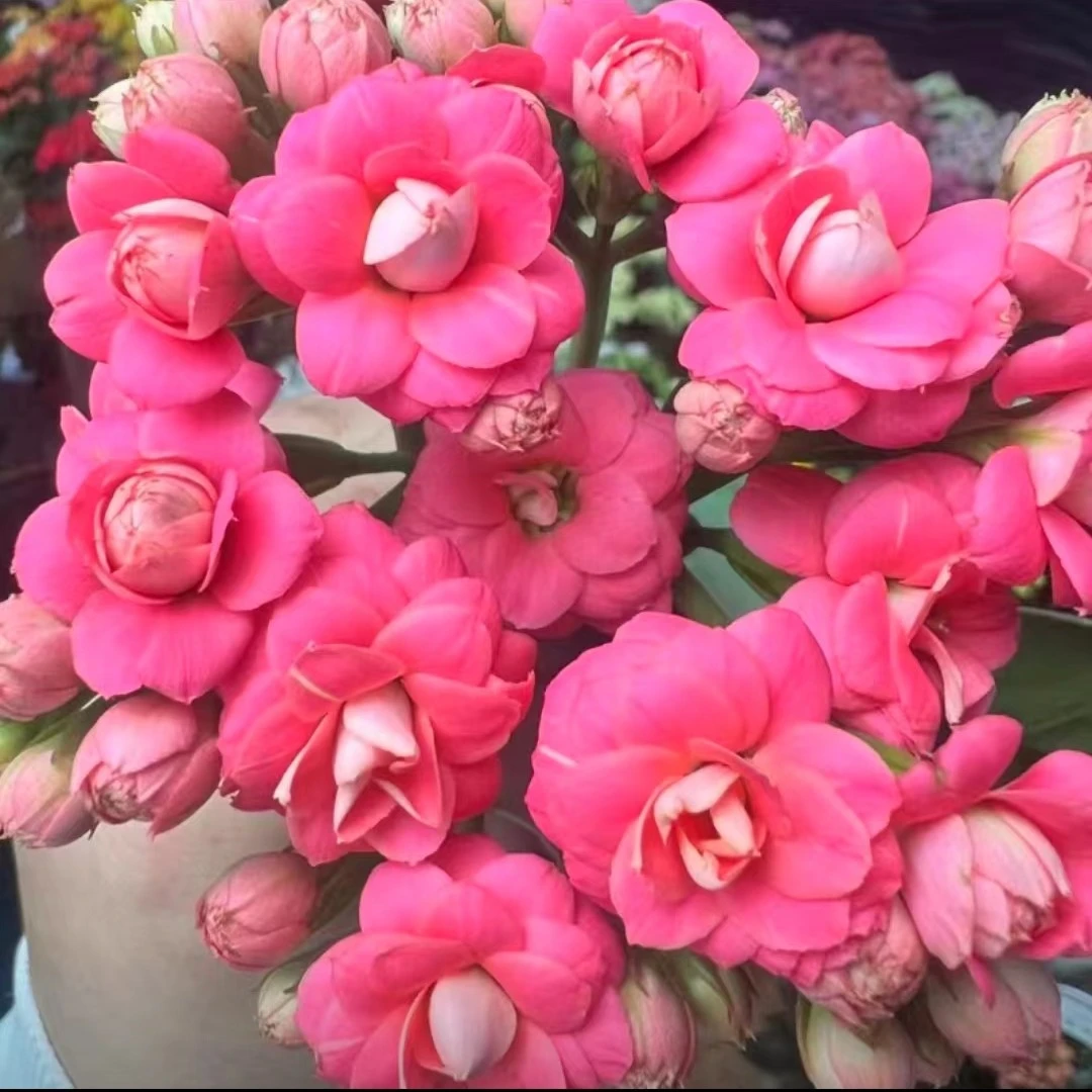 【樱桃长瘦花】品种重瓣120盆【整体高度35厘米左右】带花苞发货
