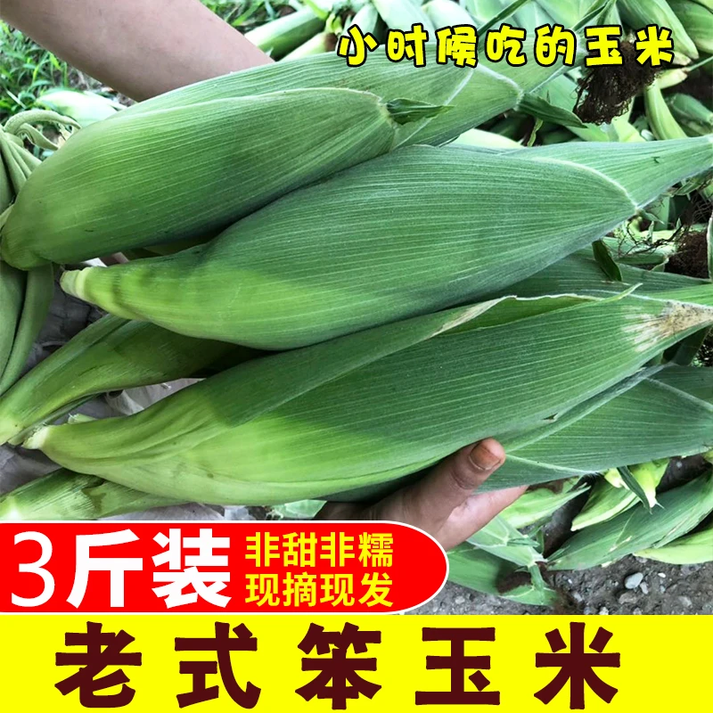 农家笨玉米棒子现摘现发新鲜特产老式黄玉米带皮老玉米3-10斤包邮