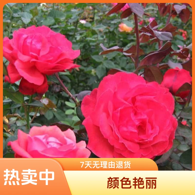 绯扇国月季超大花颜色艳丽耐寒耐热灌木庭院植物花卉