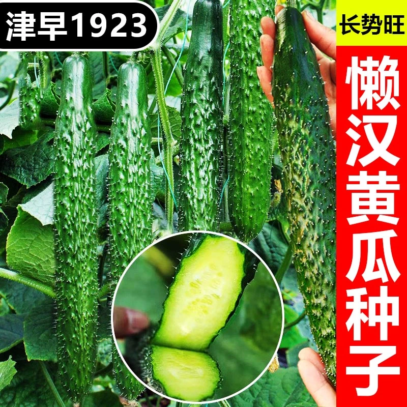 津早1923黄瓜种籽种子荷兰密刺高产早熟耐低温绿肉越冬早春蔬菜孑