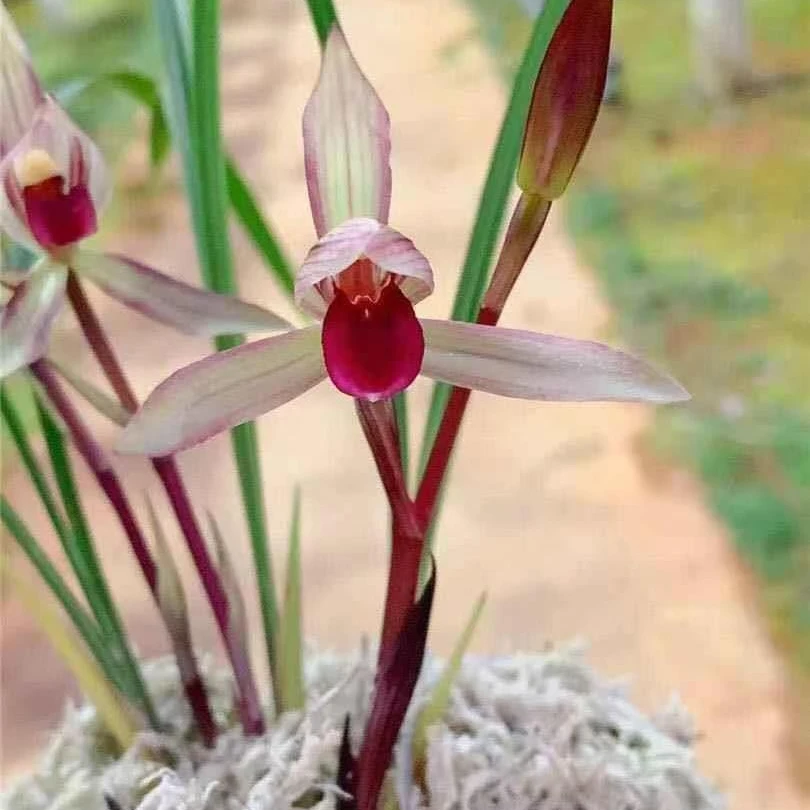 直播间 兰花 一物一拍链接