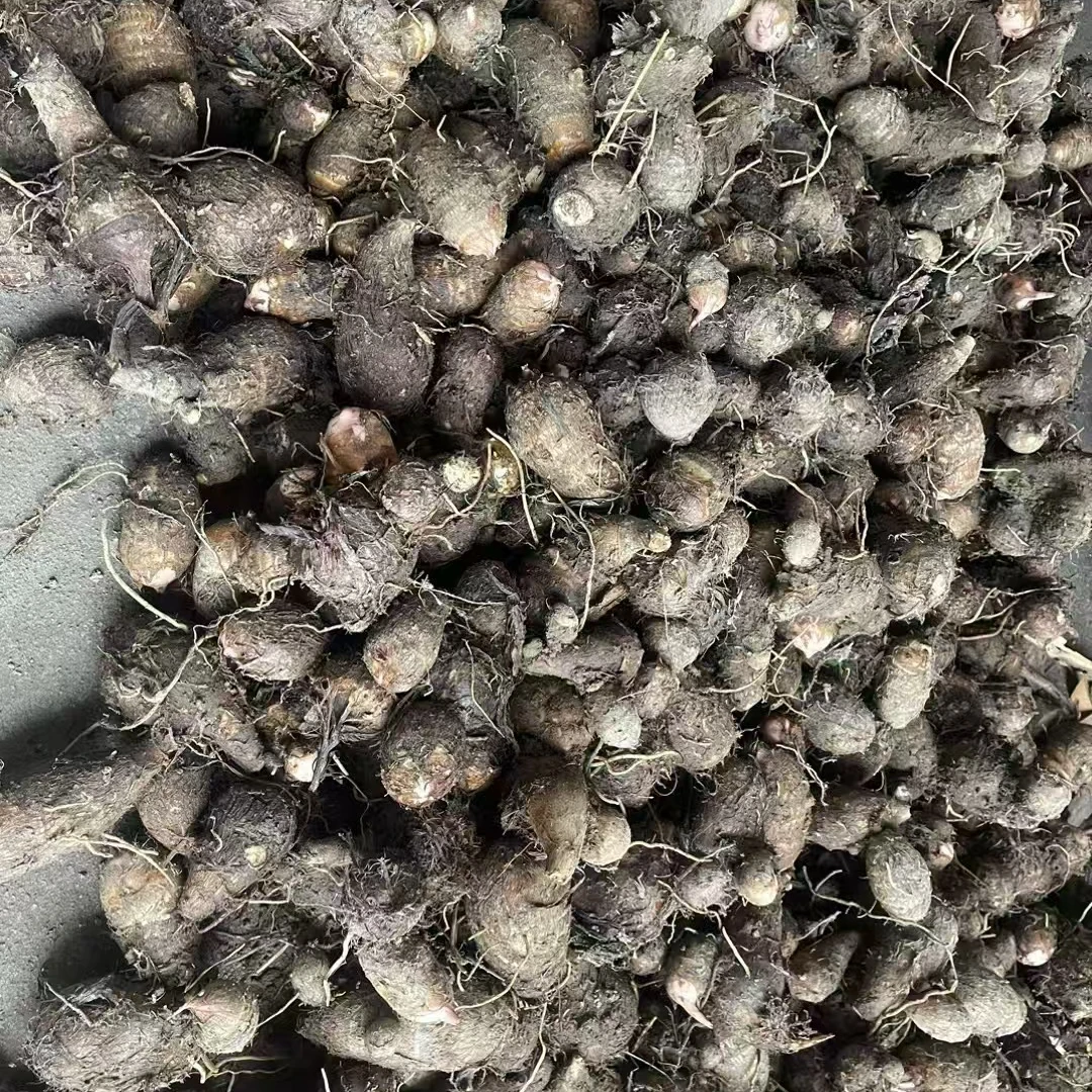 广丰农家红芽芋香甜软烂