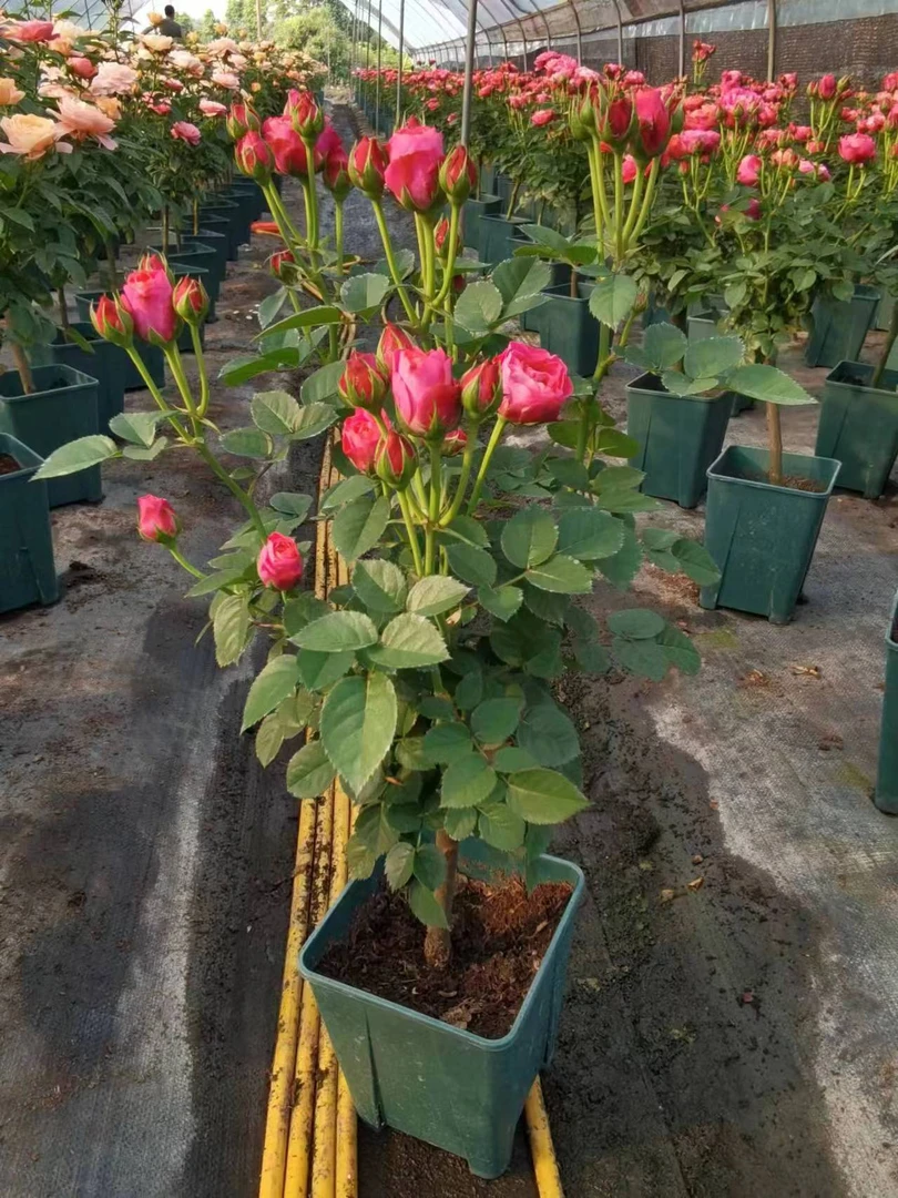 一物一拍 花语心愿 月季棒棒糖 勤花四季花开室外阳台月季盆栽