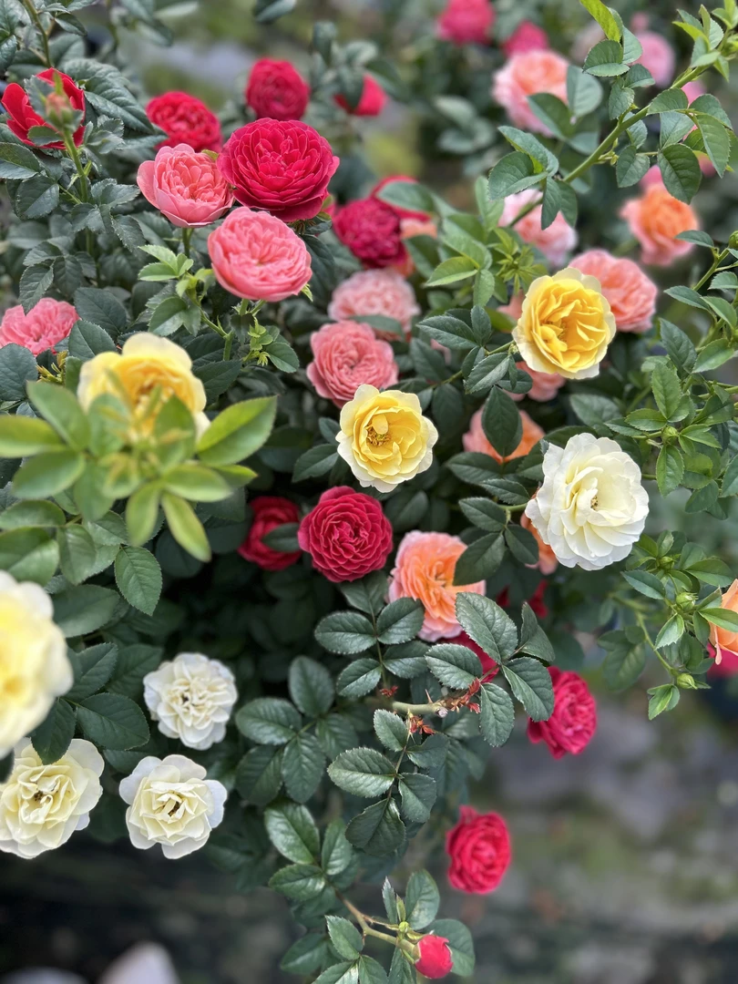 1.5加仑苗 二加仑盆一物一拍 月季棒棒糖 勤花四季花开