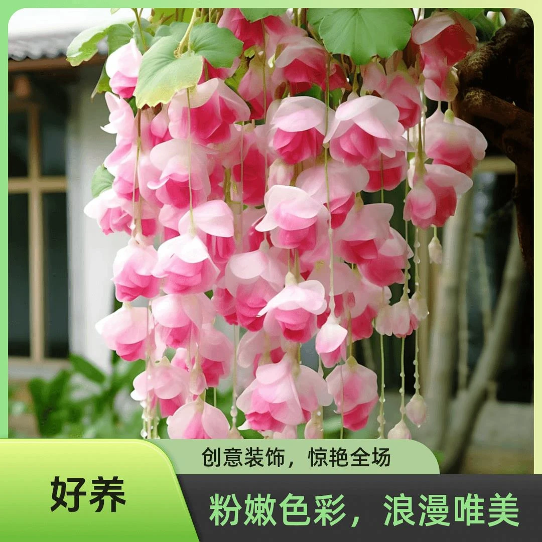 [海棠吊兰]盆栽四季花卉阳台造景鲜花高端植物浓香型绿植进口好养