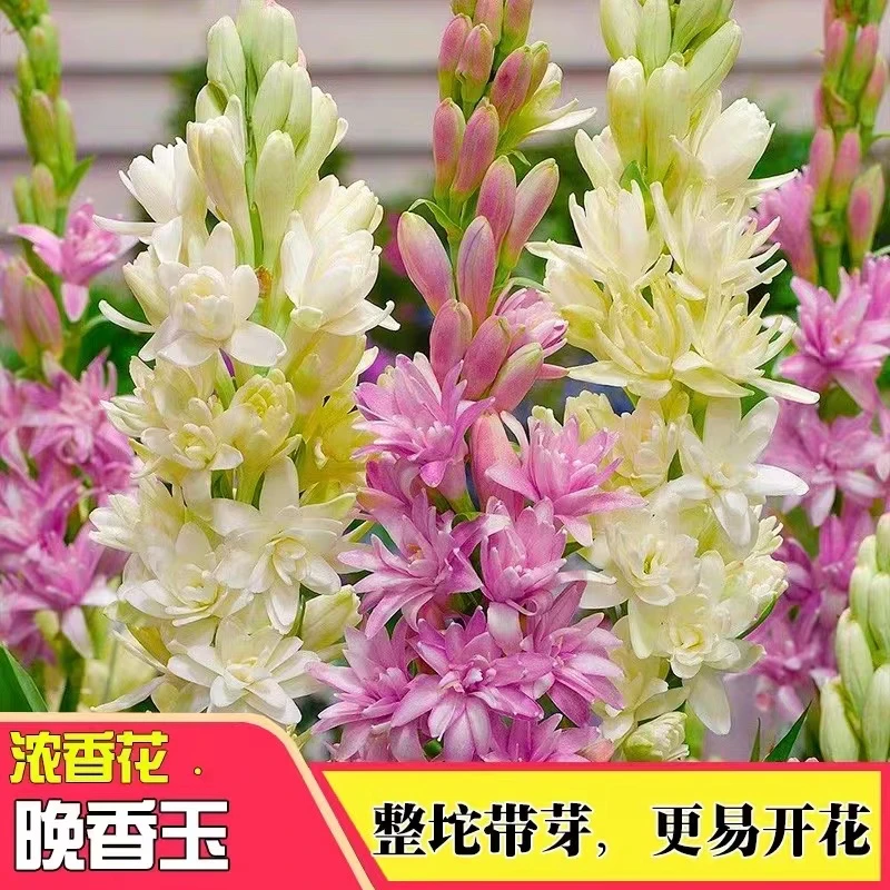 重瓣晚香玉种球浓香型花卉开花阳台庭院多年生花卉盆栽春季