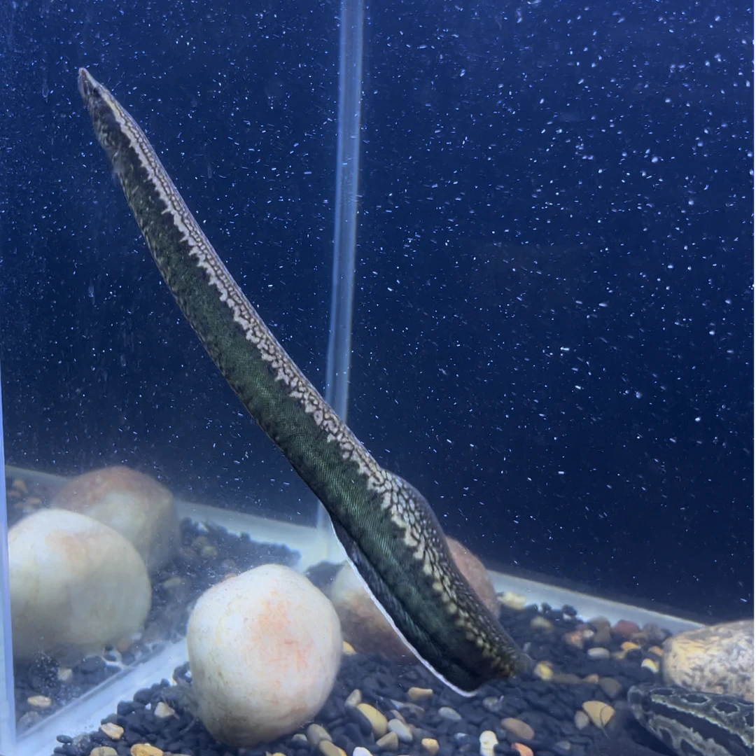刺鳅刀鳅中华刺鳅蛇鱼纯天然冷水鱼观赏鱼淡水鱼溪流鱼活体野采