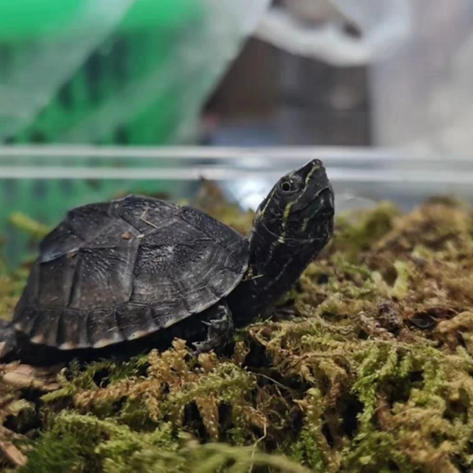 外塘冷水麝香龟苗入门蛋龟深水龟小乌龟活体物  麝香龟