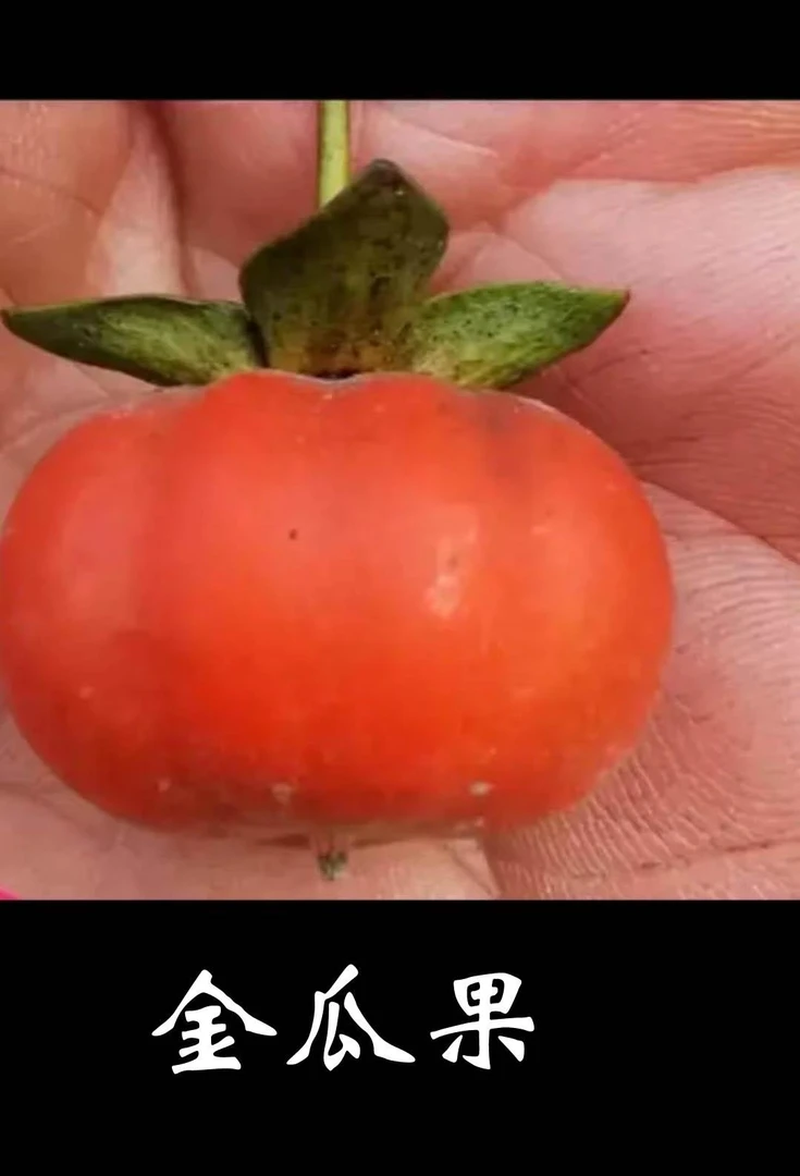 盆栽金弹子树一物一拍