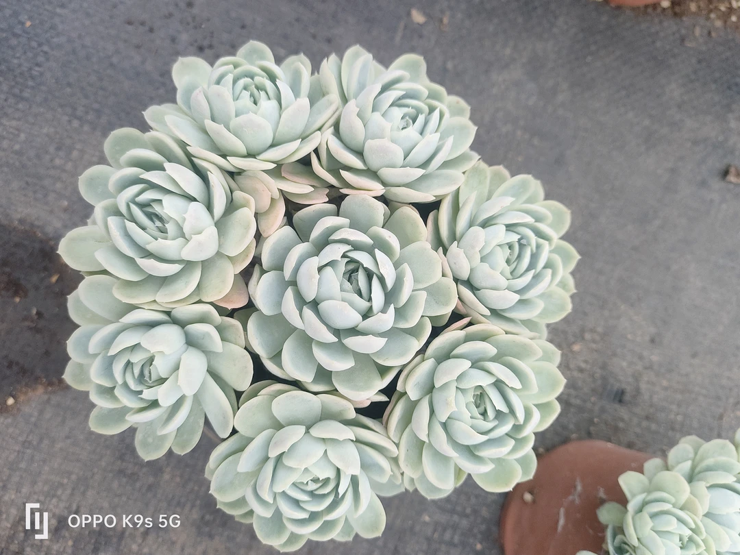 120杯不怕冻的整桩冰梅，二单包邮，净化空气防辐射