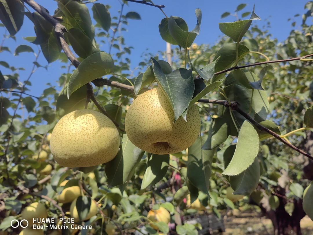 中国梨水果梨子砀山梨正宗都安徽砀山酥梨新鲜采摘9斤净果包邮