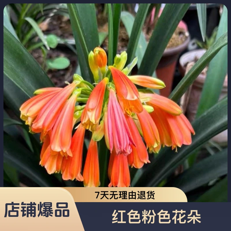 君子兰室内盆栽植物四季好养,垂笑、花园、沼泽