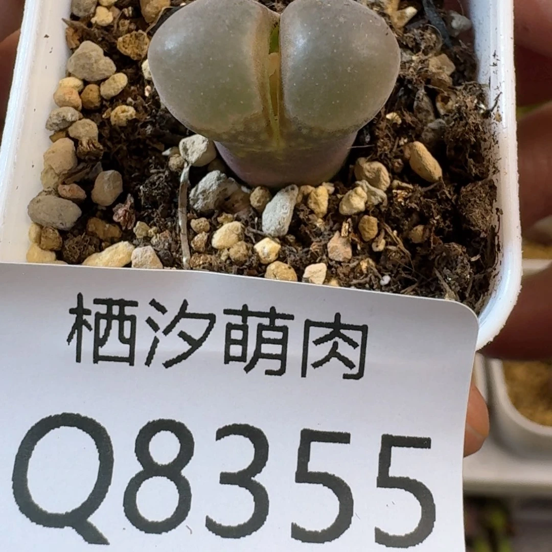 355.........脱土发货....