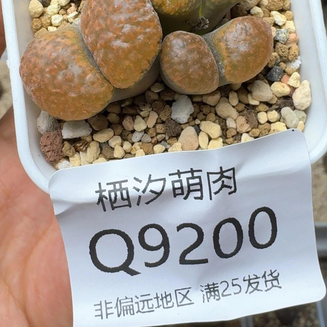 小**?200.......脱土发货...