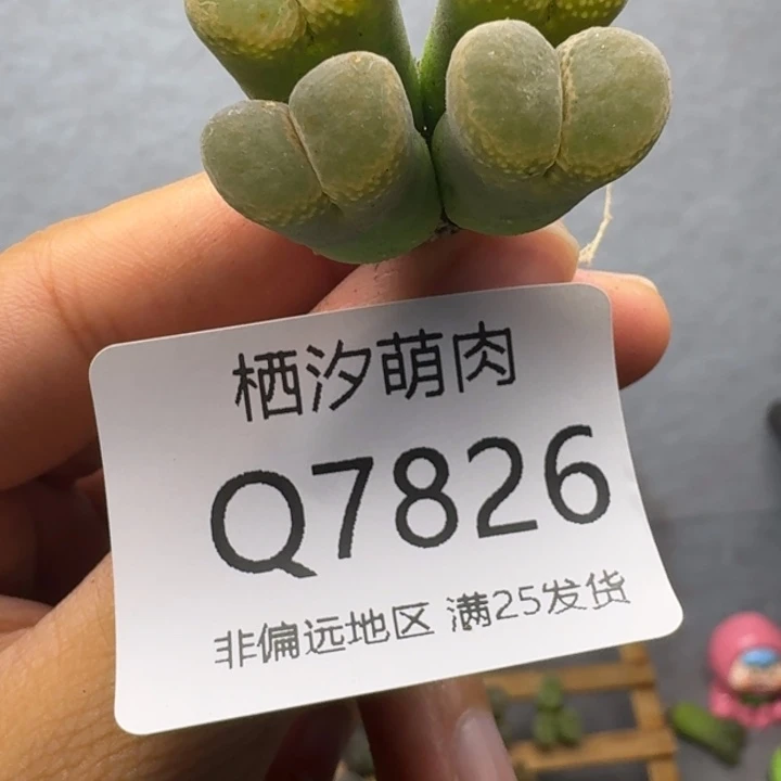 蔡***恼826...........4头