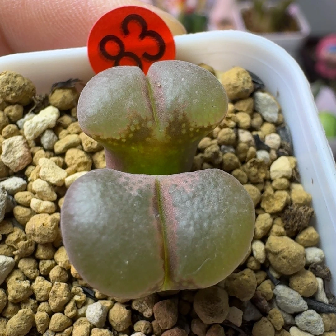 83......脱土发货....