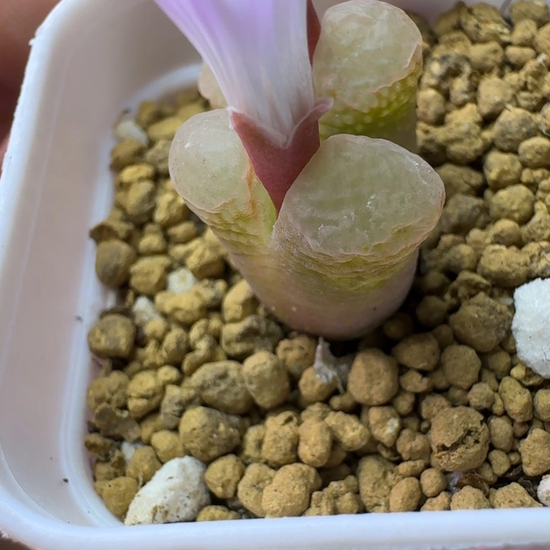 56.....脱土发货....