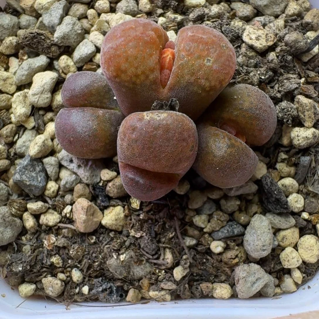 43.....脱土发货...