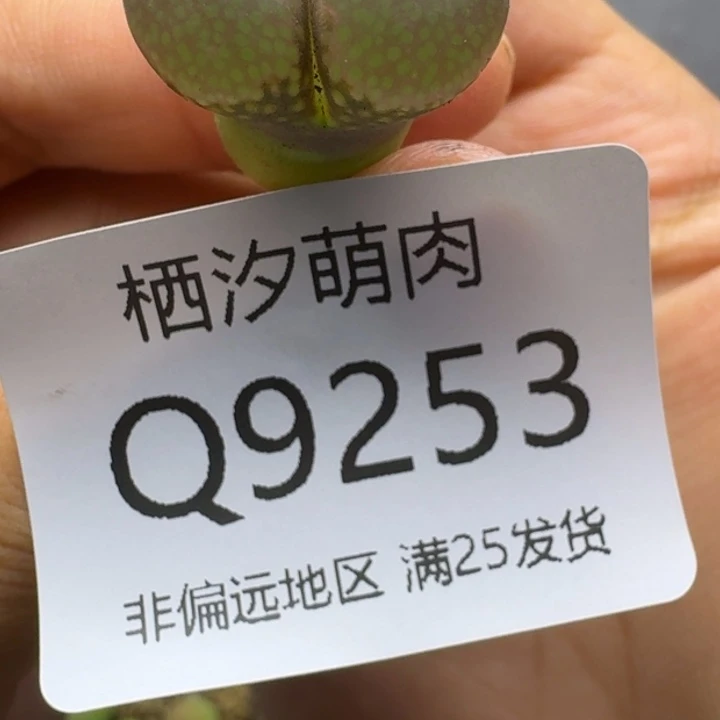 小**?253.................