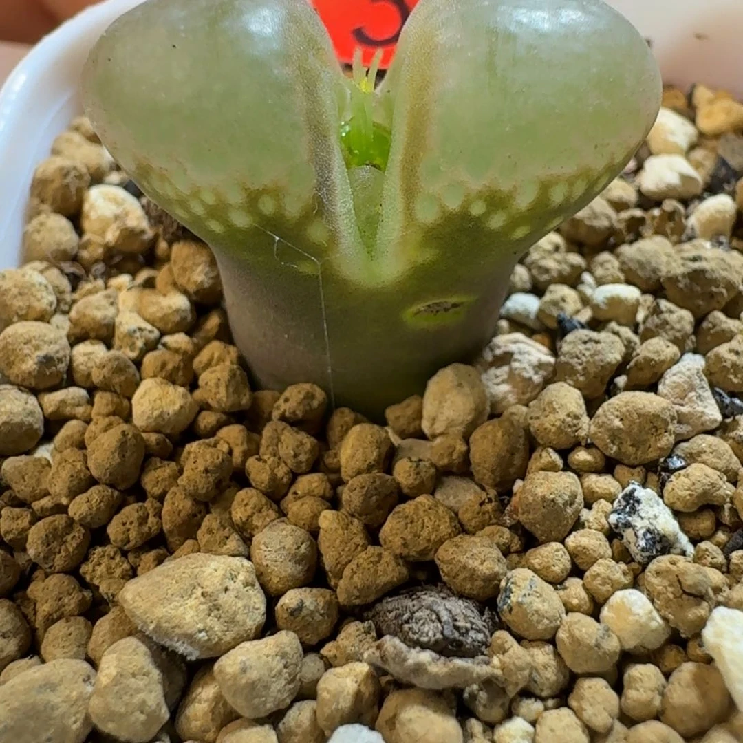 32......脱土发货....