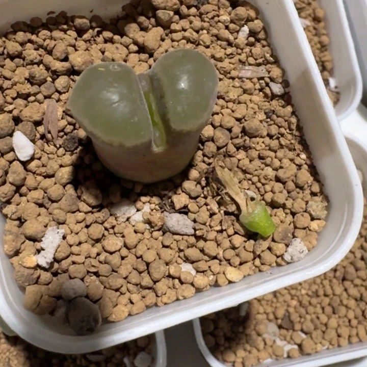 40........脱土发货....