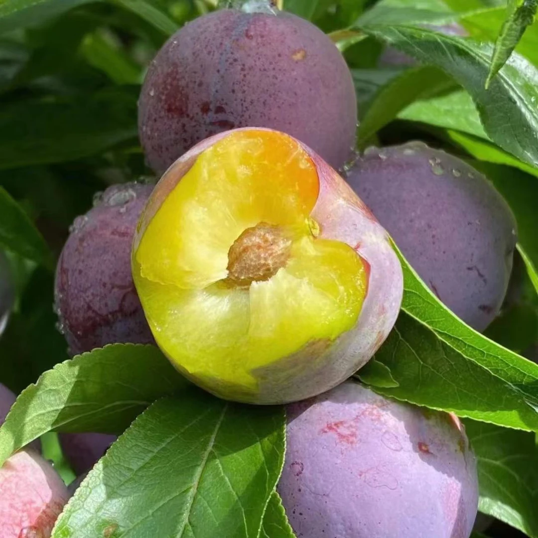 新款高级感洋气时尚百搭显瘦圆领上衣秋冬