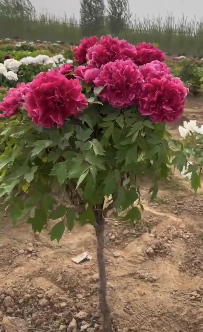 菏泽诚信精品观赏牡丹花王带土球发货