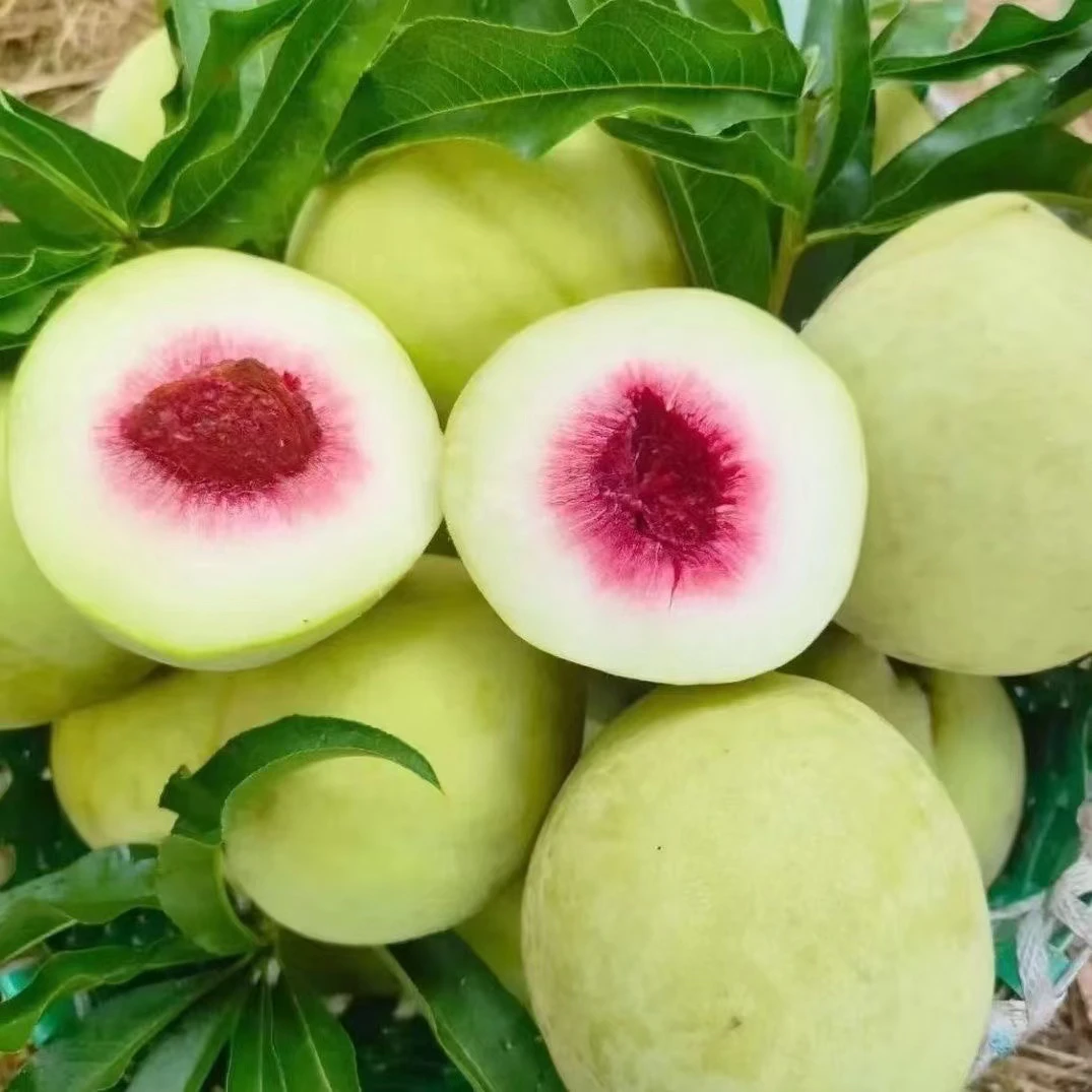 八月脆桃子水蜜桃青桃脆桃新鲜脆甜现摘当季香脆大果新品现货直发