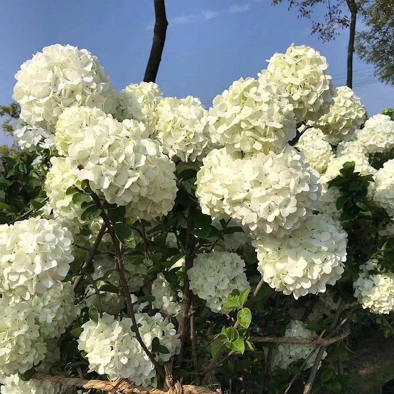 中华木绣球树苗大花斗球苗木本绣球庭院地栽盆栽绣球花苗花园植物