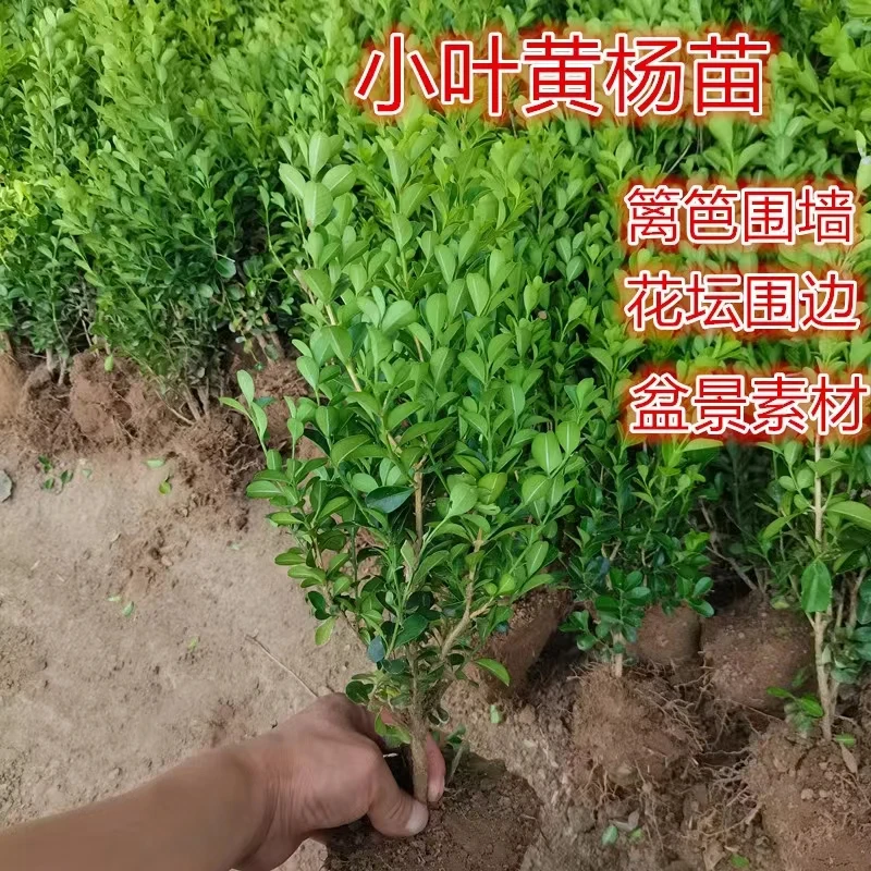 瓜子黄杨小叶黄杨树苗小床苗庭院别墅庭院花苗篱笆墙苗