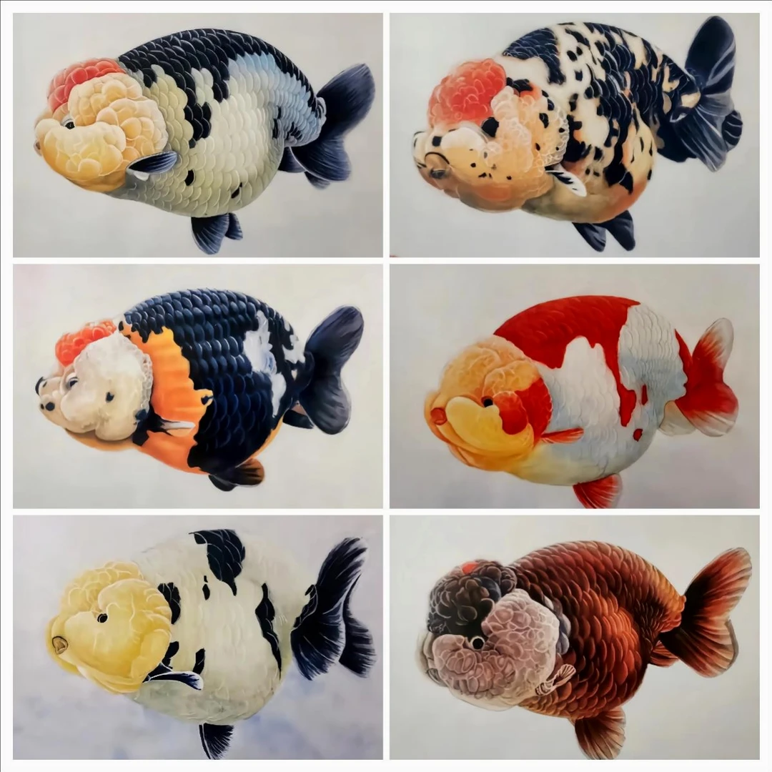 高品质兰寿金鱼活体 体态圆润 泳姿优雅 新手易养 咨询养殖指南