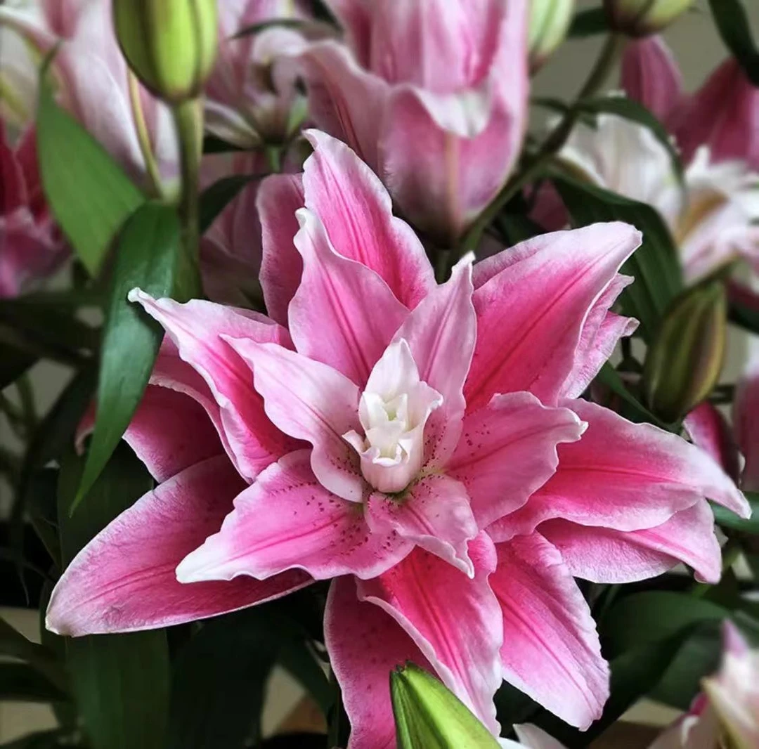 四季可种1颗14/16【伊莎贝拉】重瓣香水百合花球 庭院阳台花球