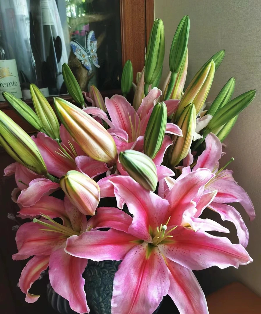 四季可种1个【罗蒂】百合花球 庭院阳台花球