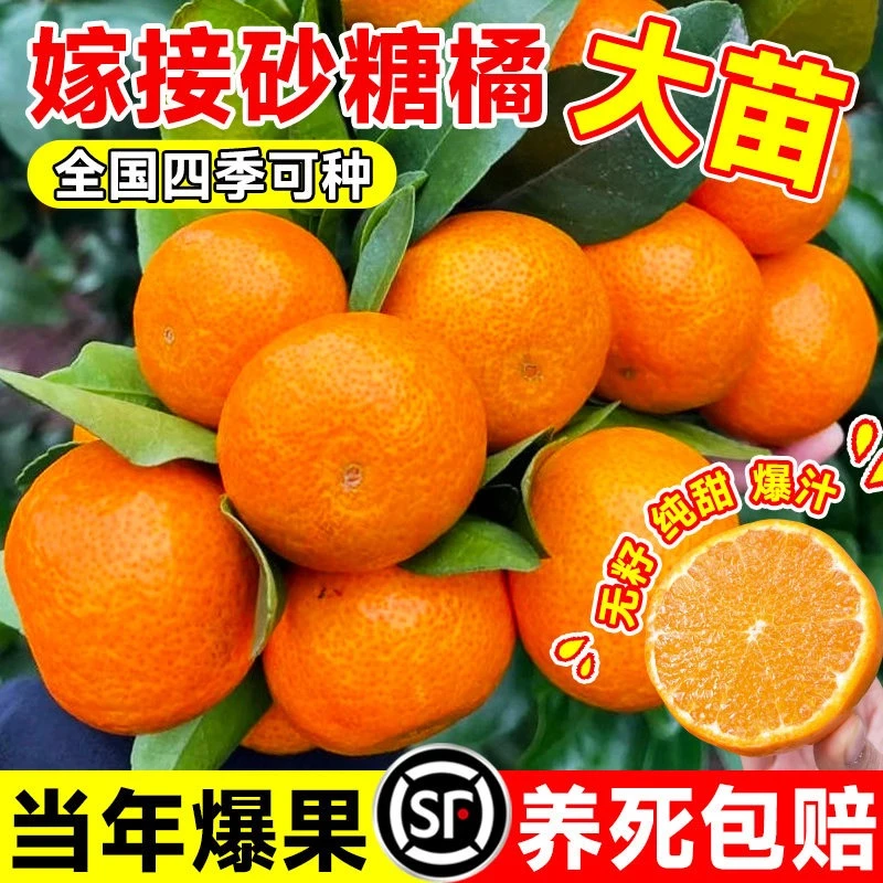 耙耙柑蜜桔子树苗地栽砂沙糖桔丑橘子苗树南北方种植果树当年结果