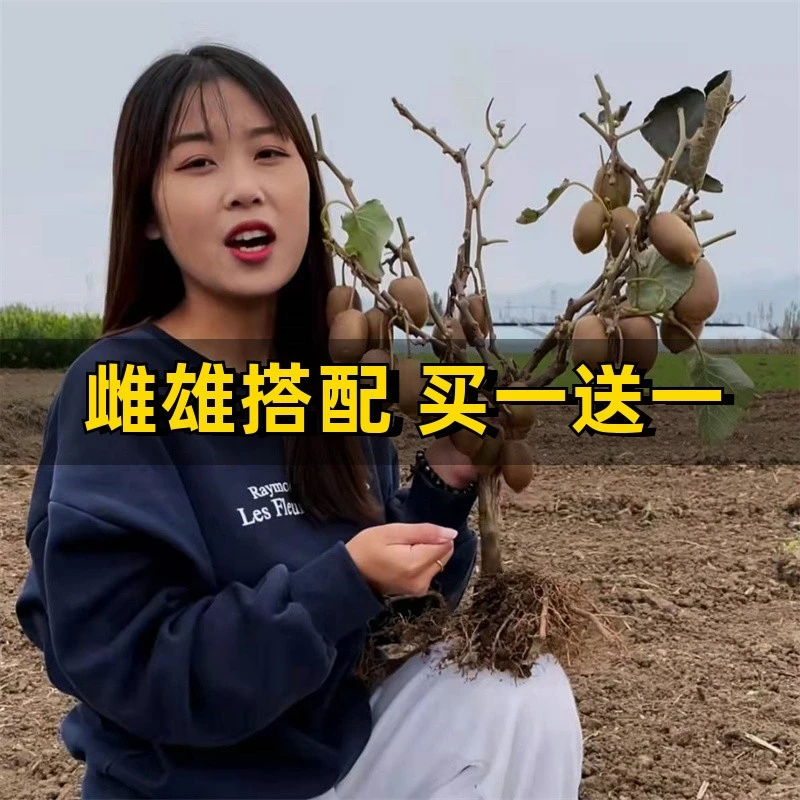 耐寒猕猴桃红心软枣猕猴桃果树苗猕猴桃苗嫁接南北方种植当年结果