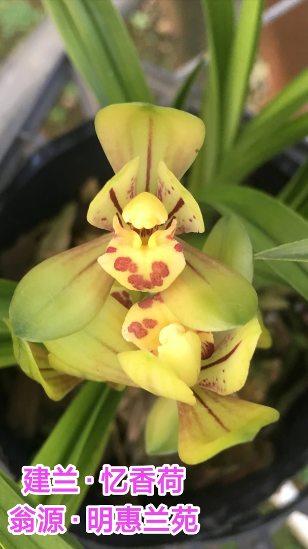 花卉绿植兰花建兰四季兰忆香荷清香幽香浓香荷瓣