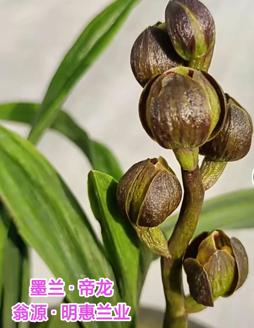 室内花卉绿植盆栽兰花中国兰墨兰帝龙矮种皱皮荷瓣清香幽香浓香