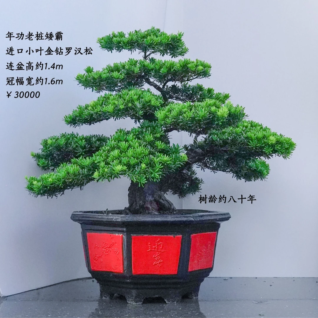 精品罗汉松盆景05
