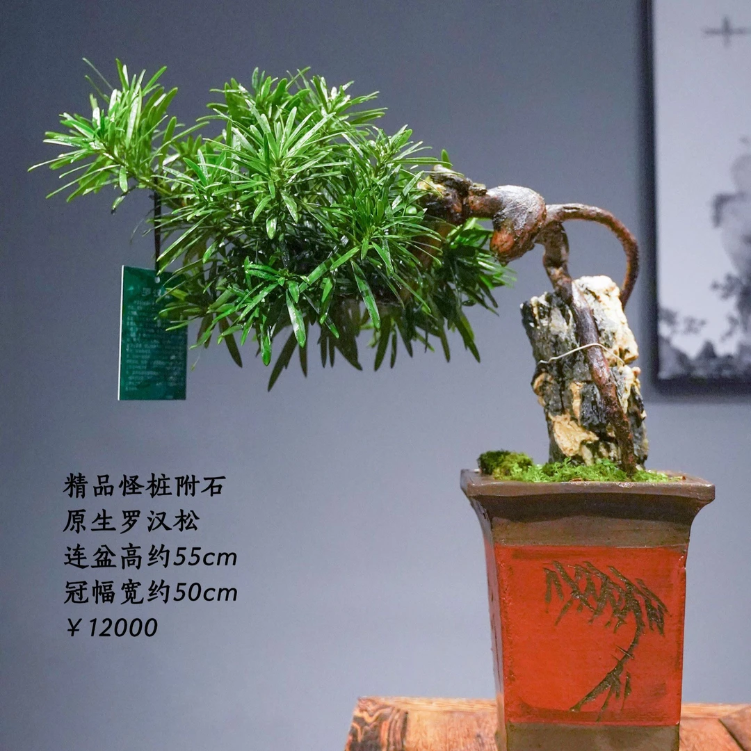 精品罗汉松盆景03