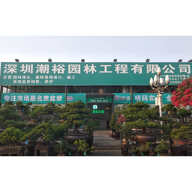 潮裕一物一拍直播间盆景-直播间实物为准