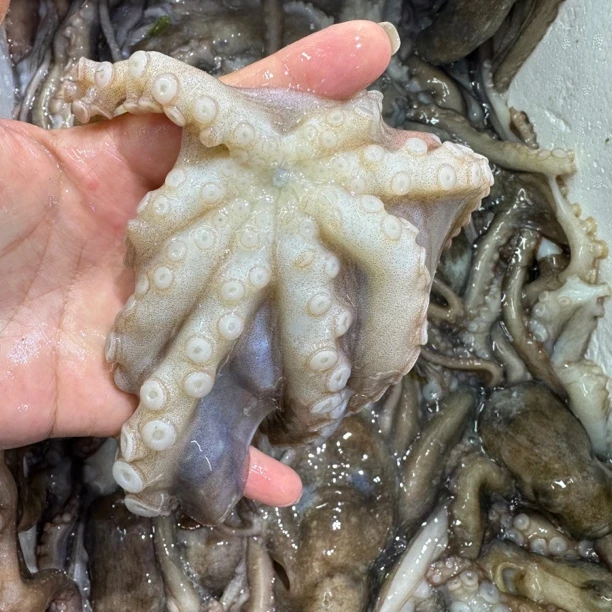 长腿八爪鱼  3斤  （保鲜不保活）