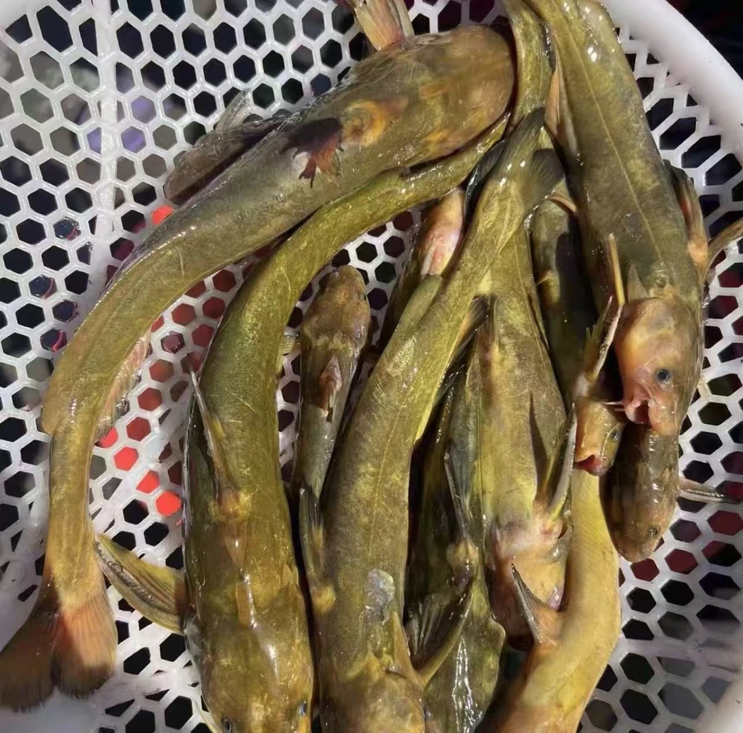 （顺丰包邮）抚远纯江野生牛尾巴鱼-5斤