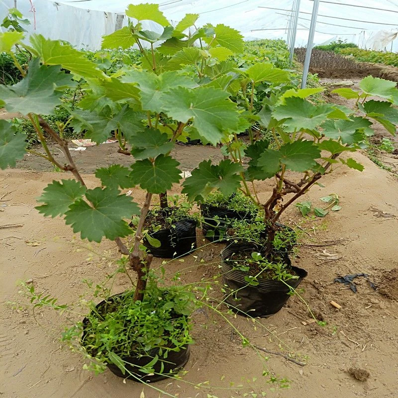 葡萄树苗南方北方盆栽地栽均可栽种