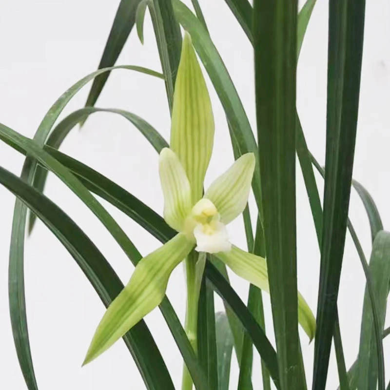 兰草汇兰花春兰名品翠绿素浓香室内盆栽植物